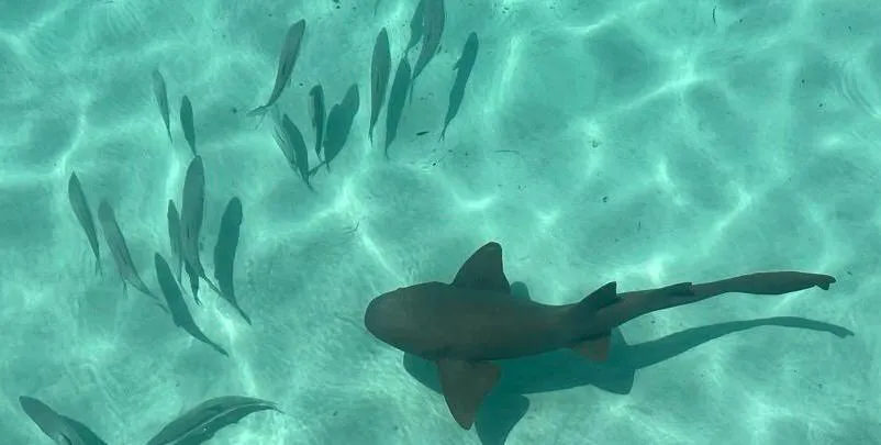 A nurse shark and a school of fish in clear shallow water